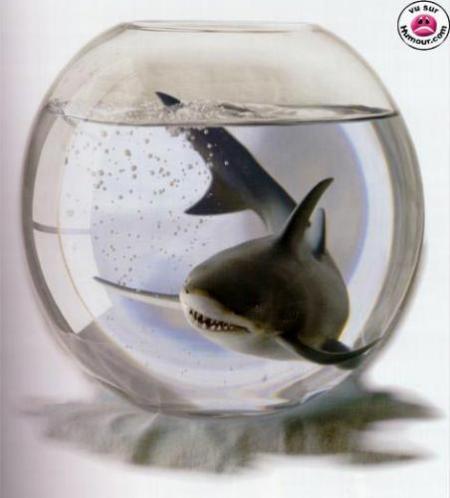 un petit requin dans votre maison ..prochainement